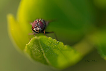 Ojos de mosca