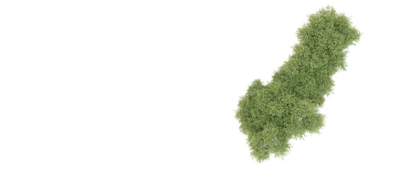 Green forest isolated on background. 3d rendering - illustration