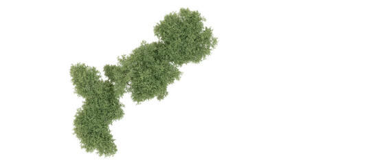 Green forest isolated on background. 3d rendering - illustration