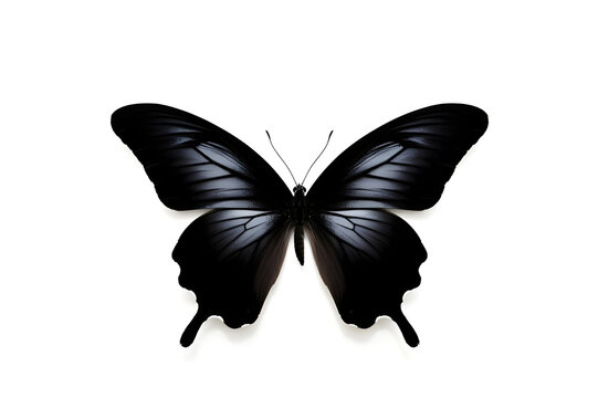 Photo of butterfly black, minimal , clean , aesthetic , isolated on white background
