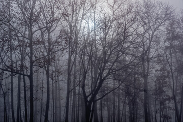 Foggy in the forest