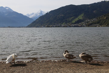 Swan family at Lake Zell, Austria with mountain panorama