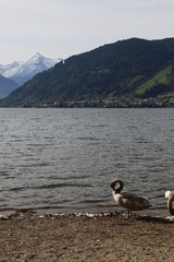 Swan family at Lake Zell, Austria with mountain panorama