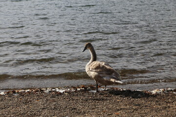 young swan at Lake Zell, Austria