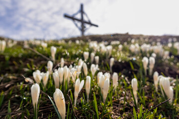 Field of white crocus flowers with scenic view of the mountain summit cross of Schwarzkogel in...