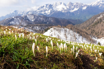 Field of white crocus flowers at Schwarzkogel in Karawanks, Carinthia, Austria. Scenic view on snow...