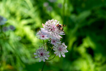 Close up view of bee pollinating white flower Great masterwort growing next to river Loiblbach in...