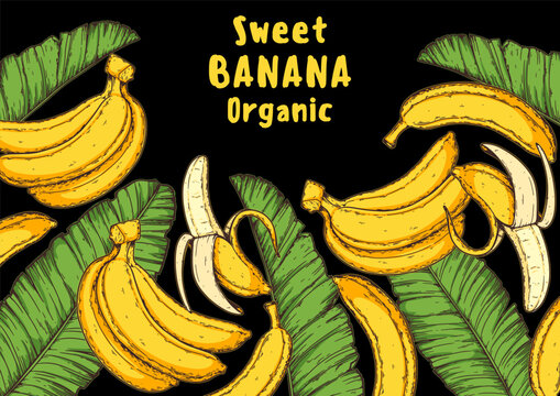 Ripe banana frame. Hand drawn vector illustration. Tropical fruit. Packaging design, menu design, juice packaging. Banana frame.