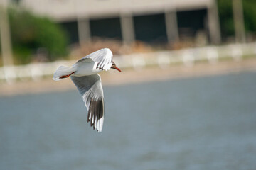 Brown-headed seagull flying on the lake