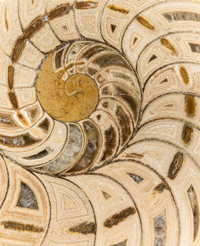 Nautilus Fossil
