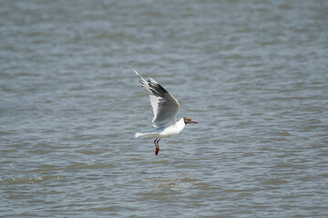 Brown-headed seagull flying on the lake