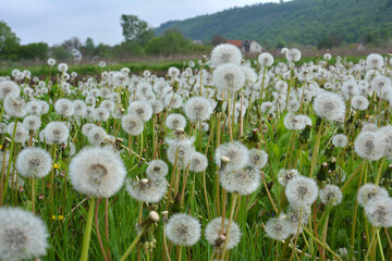 A dandelion faded in the meadow