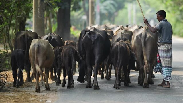 Simplicity of rural Bangladesh as farmers work together to herd their buffalo through muddy fields and along the tranquil riverbanks, showcasing the authentic harmony of traditional livestock farming