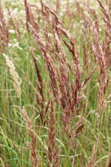 Calamagrostis epigejos grows in the wild.