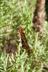 Close up of orange butterfly on lavender flower. Nature background concept.