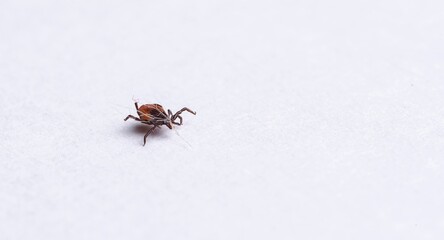 Close-up of isolated tick on white background