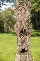 Runic symbols carved into a moss-covered wooden pole. A pagan place of worship.