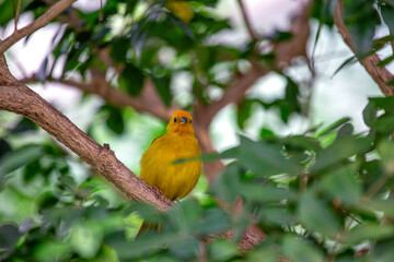 Saffron Finch (Sicalis flaveola) Outdoors