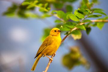 Saffron Finch (Sicalis flaveola) Outdoors