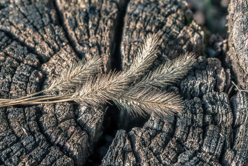 Dry ear of grass close-up, best wood texture background