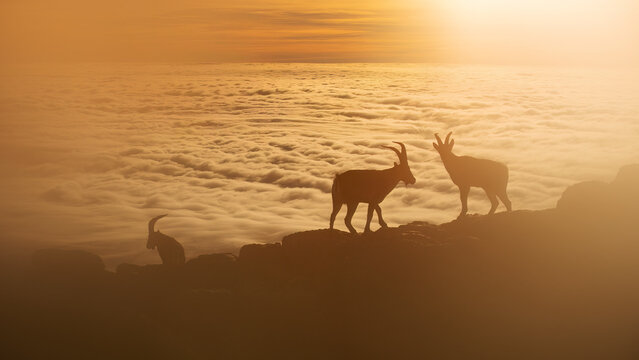 Serene scene of group of mountain Iberian Ibex goats silhouetted against the golden sky of dawn on top of a rugged terrain of Sierra de Guadarrama, with a sea of clouds stretched below them