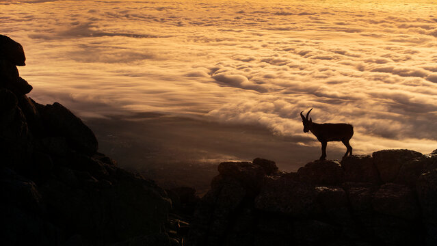 Lone mountain Iberian goat standing on the crest of Sierra de Guadarrama, overlooking a dense, cloud-filled valley, embodying the quiet majesty of nature