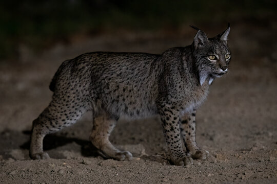 An alert Iberian Lynx stands on the sandy ground at night, its gaze fixed attentively, showcasing the adaptability and awareness of this rare species in its nocturnal setting