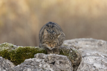 Wildcat in stealth on moss-covered rocks