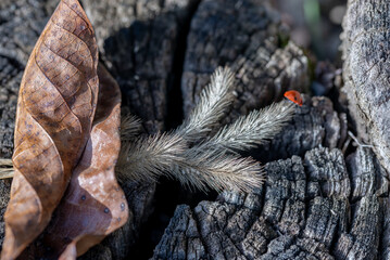 Ladybird on dry ear of grass and dry leaf close-up, best wood texture background