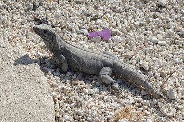 Belize - Ambergris Caye - Island Views