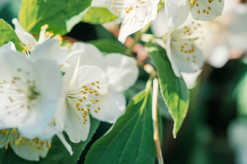 beautiful aroma jasmine blossom at sunny day. macro shot.