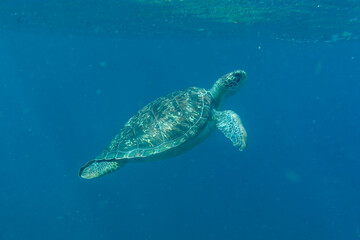 A sea turtle swims underwater in tropical seas