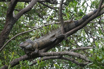 Belize - Ambergris Caye - Island Views