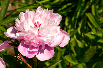Single peony bloom white color on lush foliage green leaf background. Peony bud macro photo. Fluffy peony blossom macro botanical garden photography. Delicate white flower among green leaves.