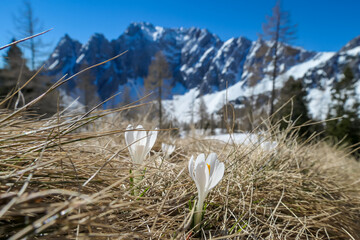 Field of white crocus flowers at Ogrisalm with a panoramic view on mountain peaks in early spring...