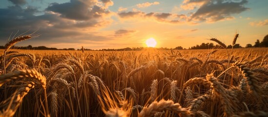 Sunset over a cereal field during wheat harvest. - obrazy, fototapety, plakaty