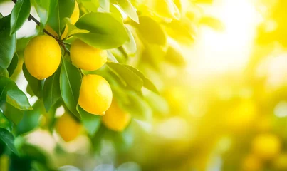 Zelfklevend Fotobehang Lemon tree branch close-up in fruit orchard background with copy space © xamtiw