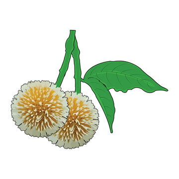  Kadamba flower isolated on white background realistic vector illustration