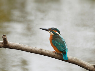A beautiful small blue bird with pointy black beak perched on a branch and looking in the sky. The background is blurred and of light brown color. The bird is Common kingfisher (Alcedo atthis).     