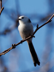A small white bird with a long black tail perched on a branch with blurry cold branches in the background. The bird a Long-tailed tit (Aegithalos caudatus)