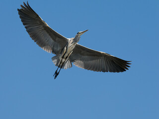 Obraz premium A big grey heron flying in the clear clue sky with its wings spread out. The bird is Grey heron (Ardea cinerea).