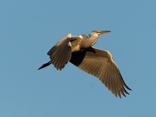 A big grey heron flying in the clear clue sky with its wings spread out. The bird is Grey heron (Ardea cinerea).