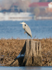 A grey heron standing on one leg on a stump in the middle of the water with some with yellow water vegetation and city in the blurred background. The bird is Grey heron (Ardea cinerea).