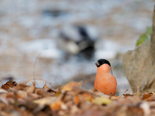 A small red bird with black head peeking out from the lower ground sitting on the autumn leaves with some blurred water ducks in the background. The bird is Eurasian bullfinch (Pyrrhula pyrrhula)