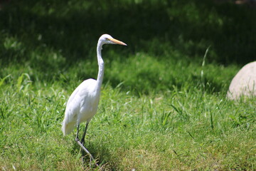 great white heron