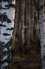 Birch Tree Grove Trunks Bark Closeup Background, Large Detailed Vertical Birches March Landscape Scene, Rural Early Spring Season, Wild Forest Trees Trunk Group Detail, Countryside Woods Gentle Bokeh