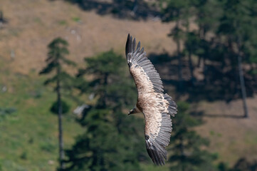 Griffon Vulture, Gyps fulvus, flying in Akdağ, Tokalı Canyon in Turkey.