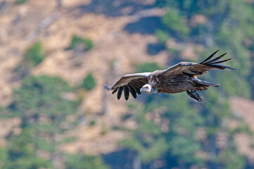 Griffon Vulture, Gyps fulvus, flying in Akdağ, Tokalı Canyon in Turkey.