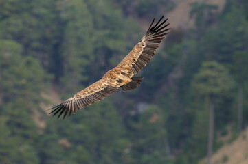Griffon Vulture, Gyps fulvus, flying in Akdağ, Tokalı Canyon in Turkey.
