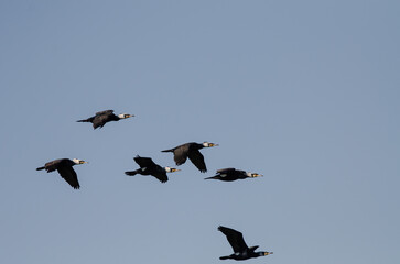 Great Cormorant, Phalacrocorax carbo, flying in a group over Lake Karataş, Burdur, Turkey.